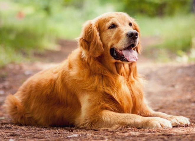 самая добрая домашняя собака самая добрая домашняя собака