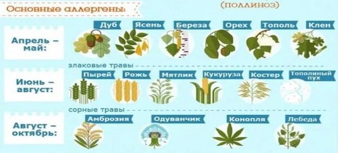 сенная лихорадка сенная лихорадка