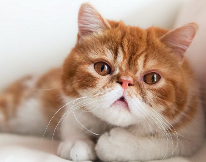 сколько живет экзотическая кошка сколько живет экзотическая кошка