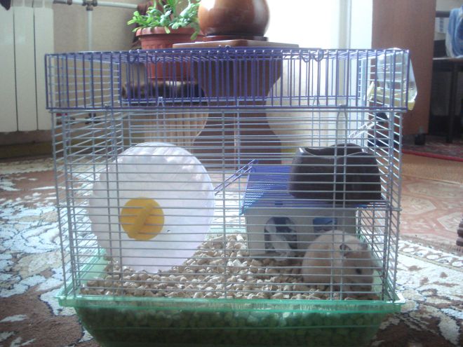 Содержание хомяка дома клетка Содержание хомяка дома клетка