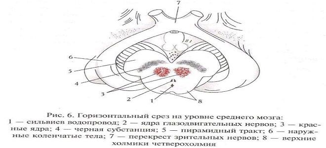средняя часть мозга средняя часть мозга