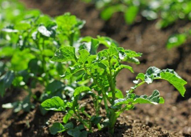 срок действия лазурита на сорняки срок действия лазурита на сорняки