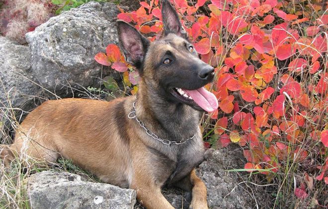 стандарт бельгийской овчарки стандарт бельгийской овчарки