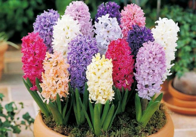 виды гиацинтов виды гиацинтов