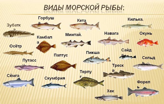 виды морских рыб виды морских рыб