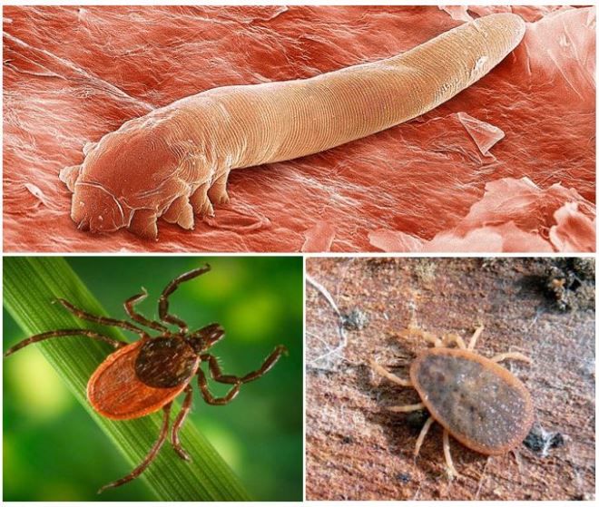 виды ушных клещей виды ушных клещей
