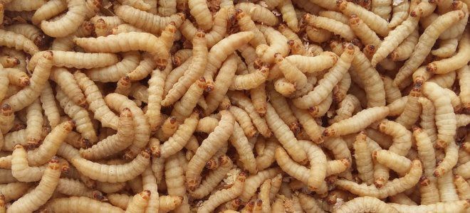 восковая моль применение восковая моль применение