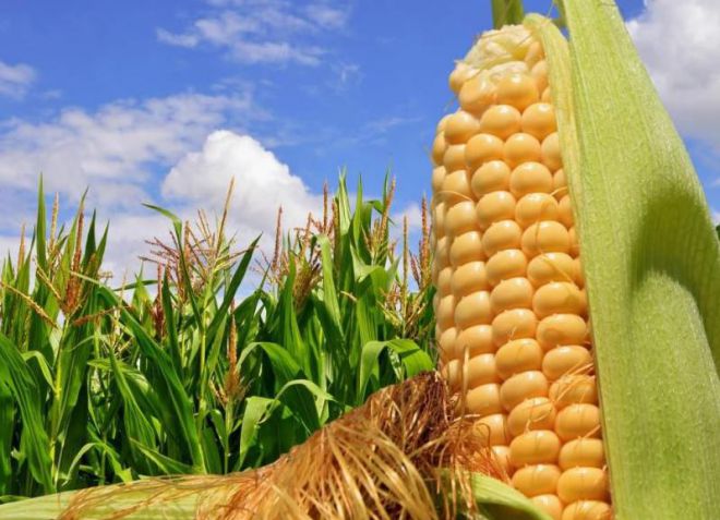 выращивание кукурузы в открытом грунте выращивание кукурузы в открытом грунте