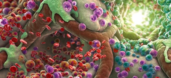 зачем очищать организм зачем очищать организм