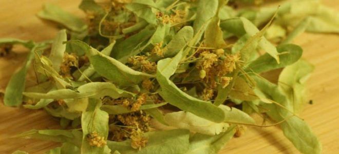 заготовка цветков липы заготовка цветков липы