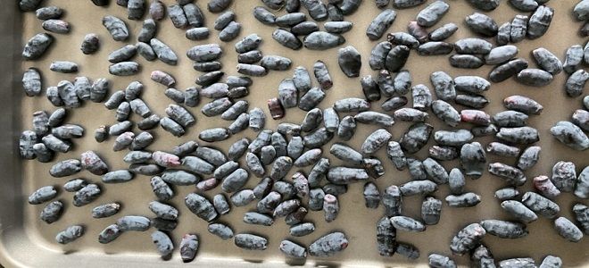 заморозка жимолости на зиму целиком заморозка жимолости на зиму целиком