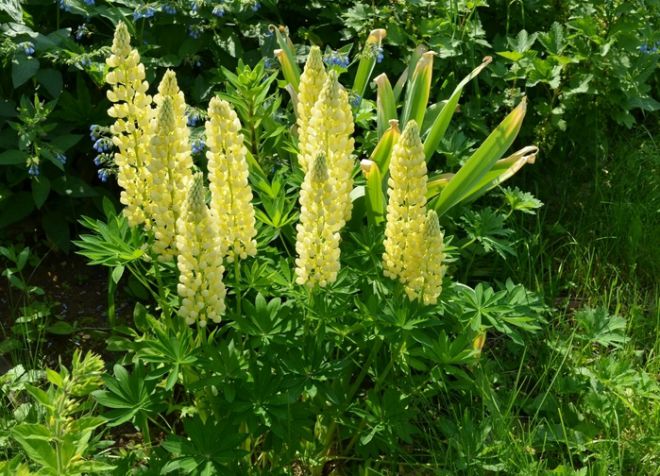 желтый однолетний люпин желтый однолетний люпин