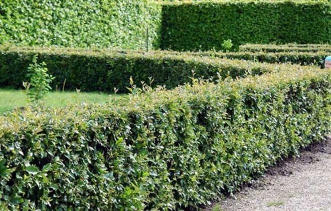 живая изгородь из кизильника живая изгородь из кизильника