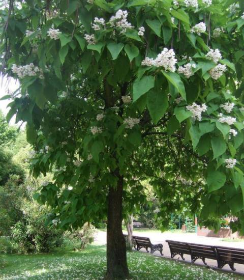 давидия давидия