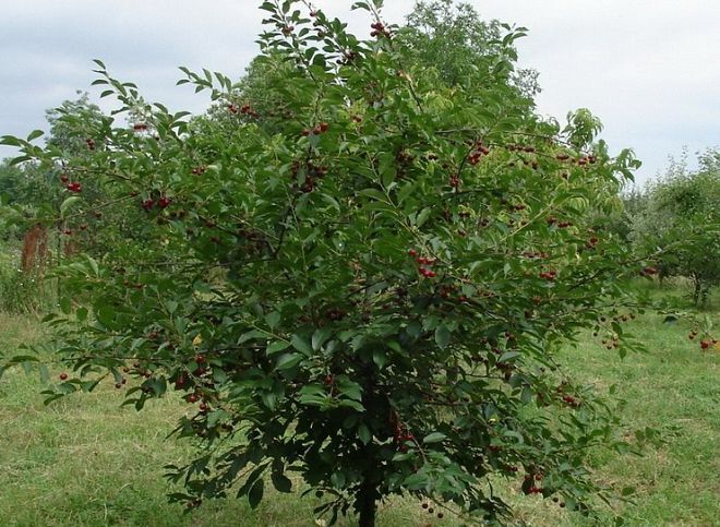 вишня вишня