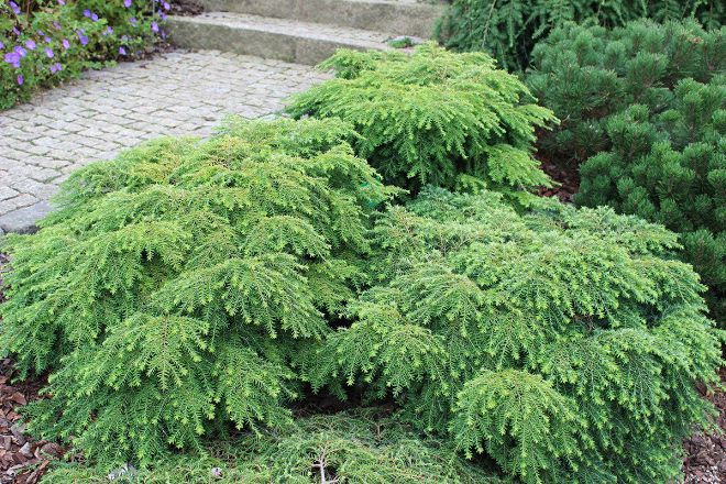 тсуга канадская тсуга канадская