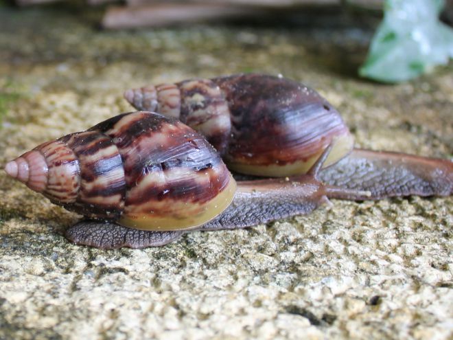 Ахатина фулика альбино Ахатина фулика альбино