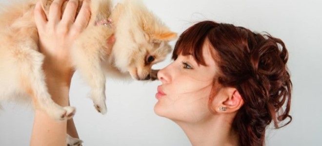 аллергия на шерсть собаки аллергия на шерсть собаки