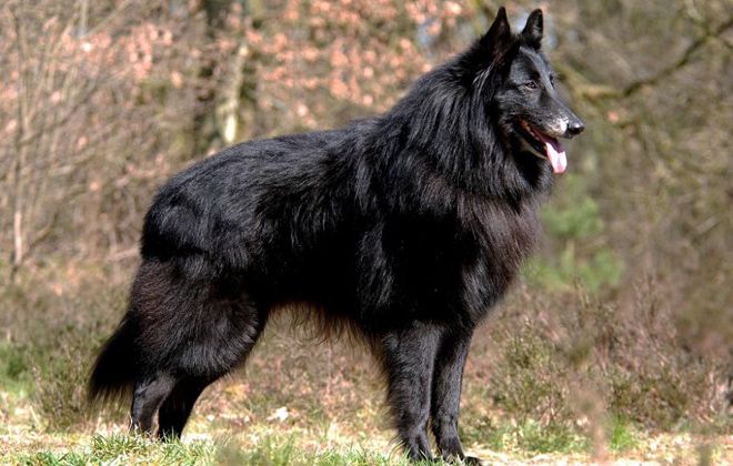бельгийская овчарка черная бельгийская овчарка черная