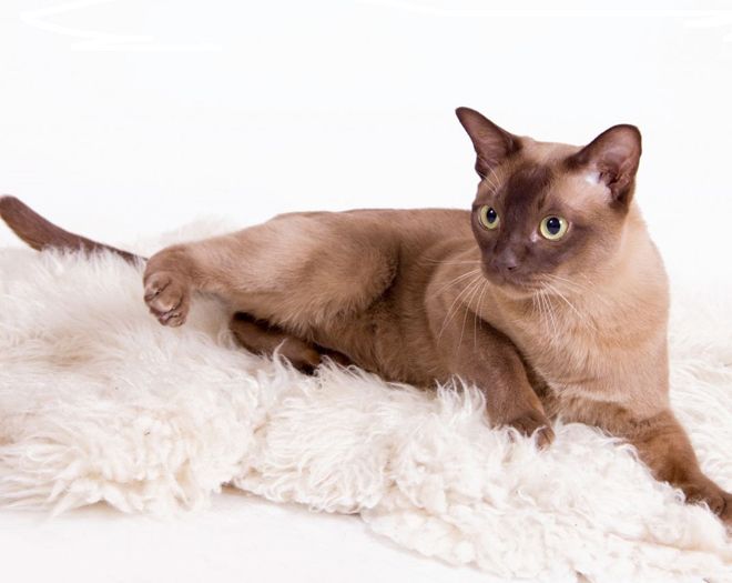 бурманская кошка характер бурманская кошка характер