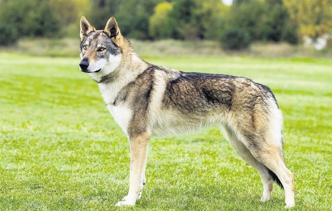 чехословацкий влчак стандарт чехословацкий влчак стандарт