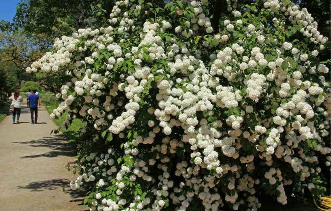 чем подкормить калину бульденеж чем подкормить калину бульденеж