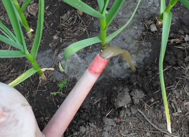 чем полить чеснок чтобы не желтели листья чем полить чеснок чтобы не желтели листья