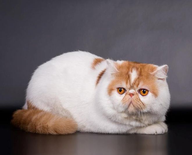 экзотическая короткошерстная кошка экзотическая короткошерстная кошка