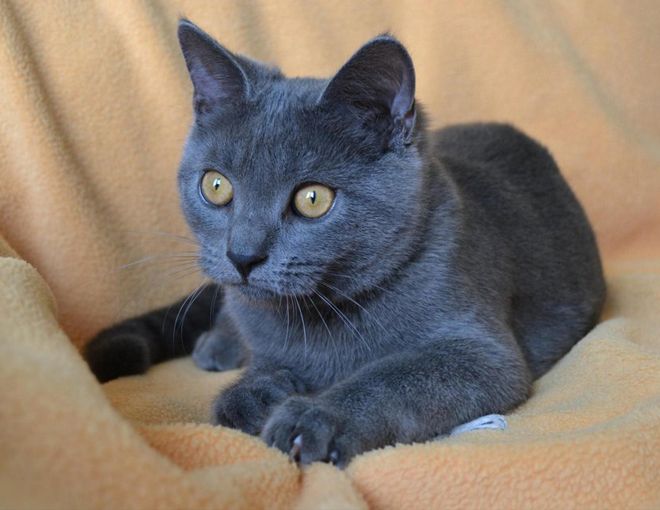 голубая шартрез голубая шартрез