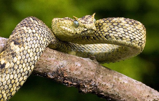 гороскоп змеи гороскоп змеи