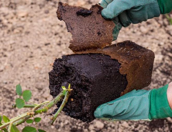 как подготовить розы к посадке как подготовить розы к посадке