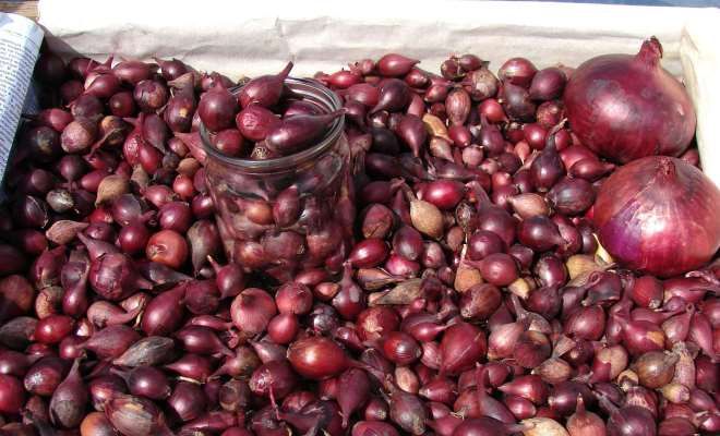 как получить лук севок как получить лук севок