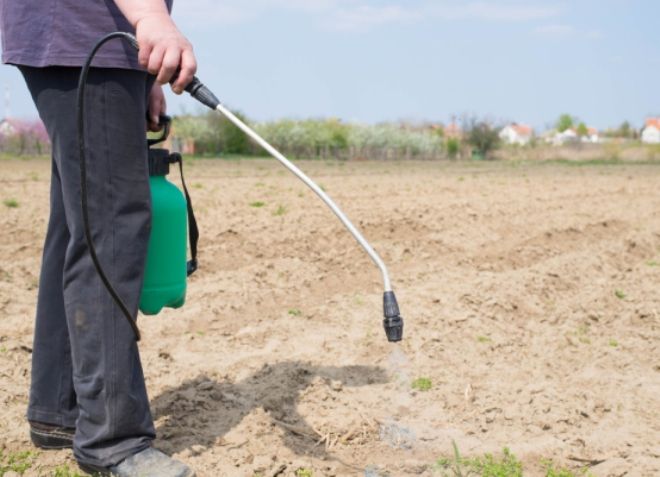 как правильно развести лазурит от сорняков как правильно развести лазурит от сорняков
