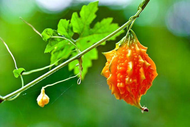 как растет момордика как растет момордика