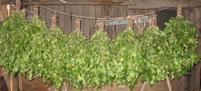 как заготовить листья березы как заготовить листья березы