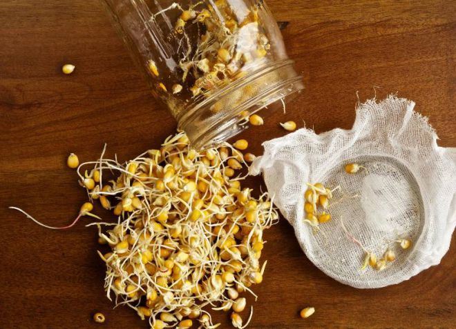 как замочить кукурузу перед посадкой как замочить кукурузу перед посадкой