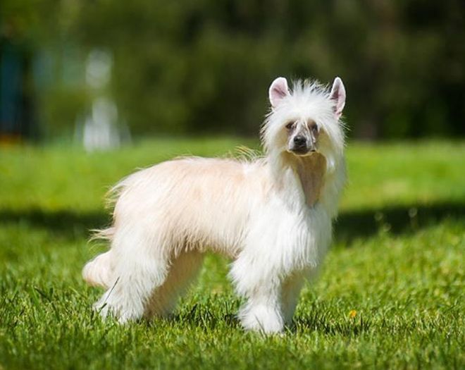 китайская хохлатая длинношерстная китайская хохлатая длинношерстная