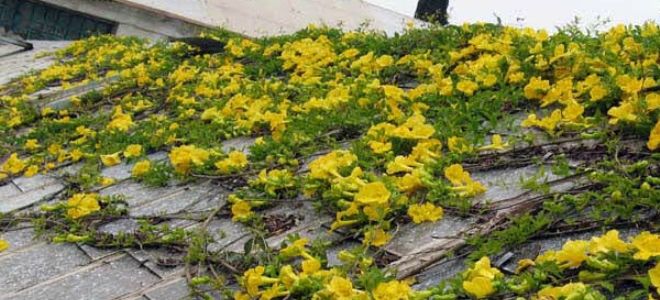 кошачий коготь состав кошачий коготь состав