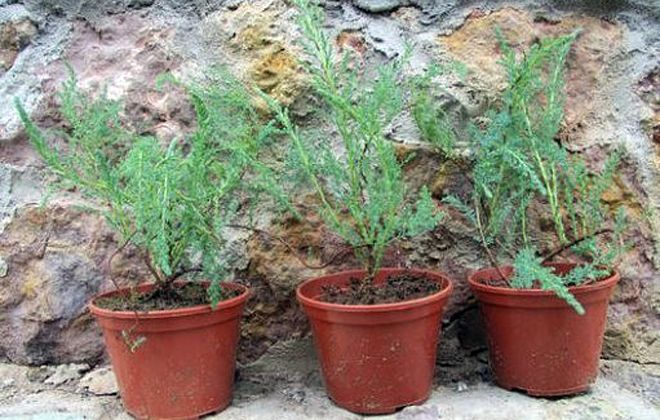 куст тамарикс посадка куст тамарикс посадка