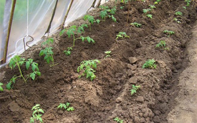 квадратно-гнездовая схема посадки квадратно-гнездовая схема посадки