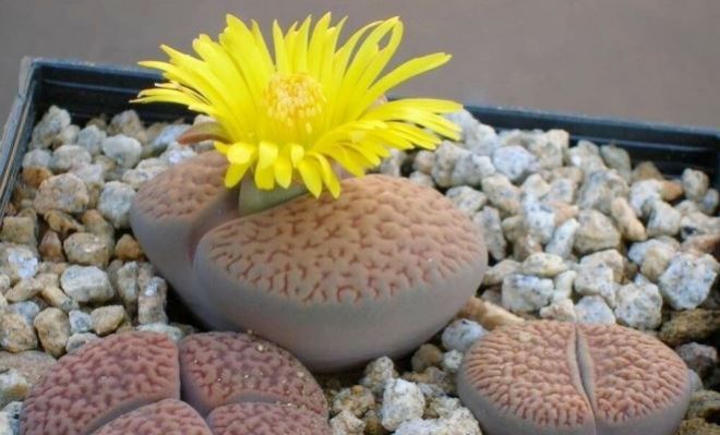 литопсы цветение литопсы цветение