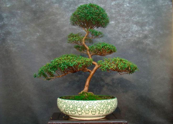 мирт какой нужен горшок мирт какой нужен горшок