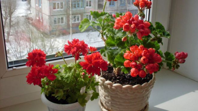 Обрезка герани весной Обрезка герани весной