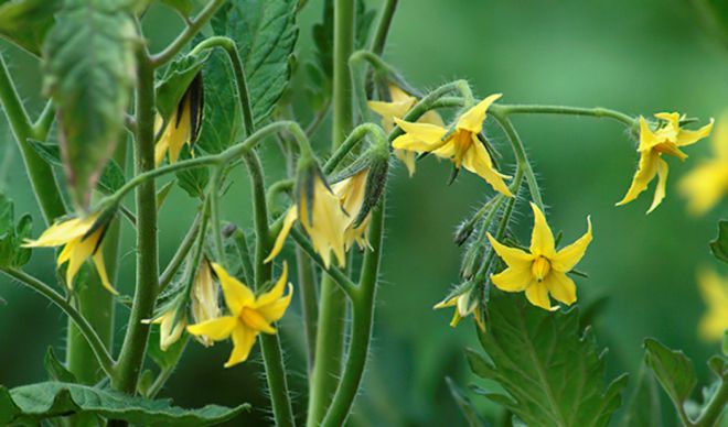 Подкормка помидор во время цветения Подкормка помидор во время цветения