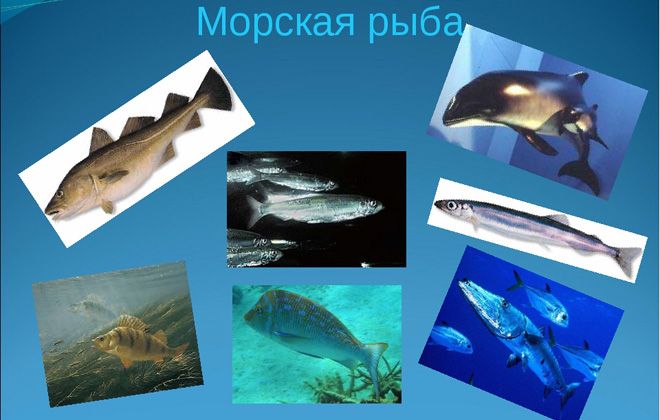 польза и вред морской рыбы польза и вред морской рыбы