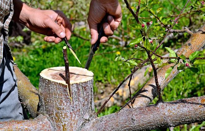 правила прививки деревьев правила прививки деревьев