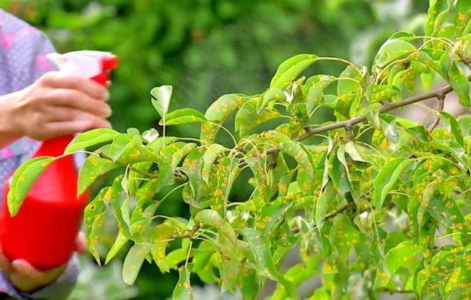 препараты от ржавчины на груше препараты от ржавчины на груше