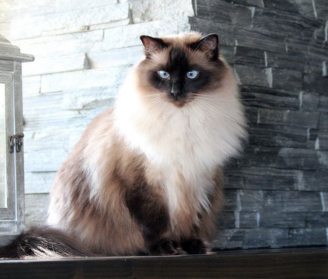 рэгдолл окрас рэгдолл окрас