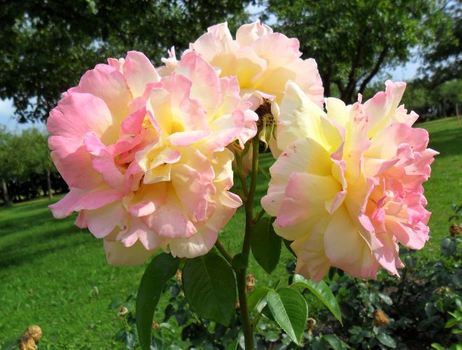 роза глория дей в ландшафтном дизайне роза глория дей в ландшафтном дизайне