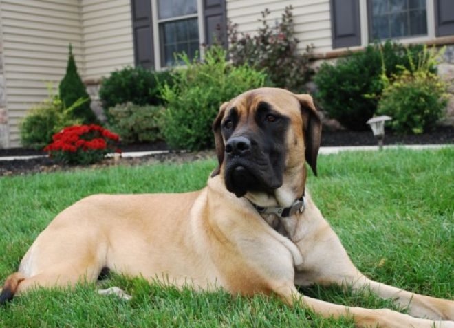 самая большая домашняя собака самая большая домашняя собака